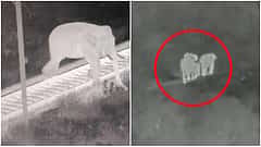ಕಾಡಾನೆಗಳ ಜೀವ ಉಳಿಸಿದ AI ತಂತ್ರಜ್ಞಾನ: ರೈಲು ಹಳಿ ದಾಟುತ್ತಿದ್ದ ಮಾಹಿತಿ ರವಾನೆ ಪ್ರಯೋಗ ಯಶಸ್ವಿ, ವಿಡಿಯೋ!