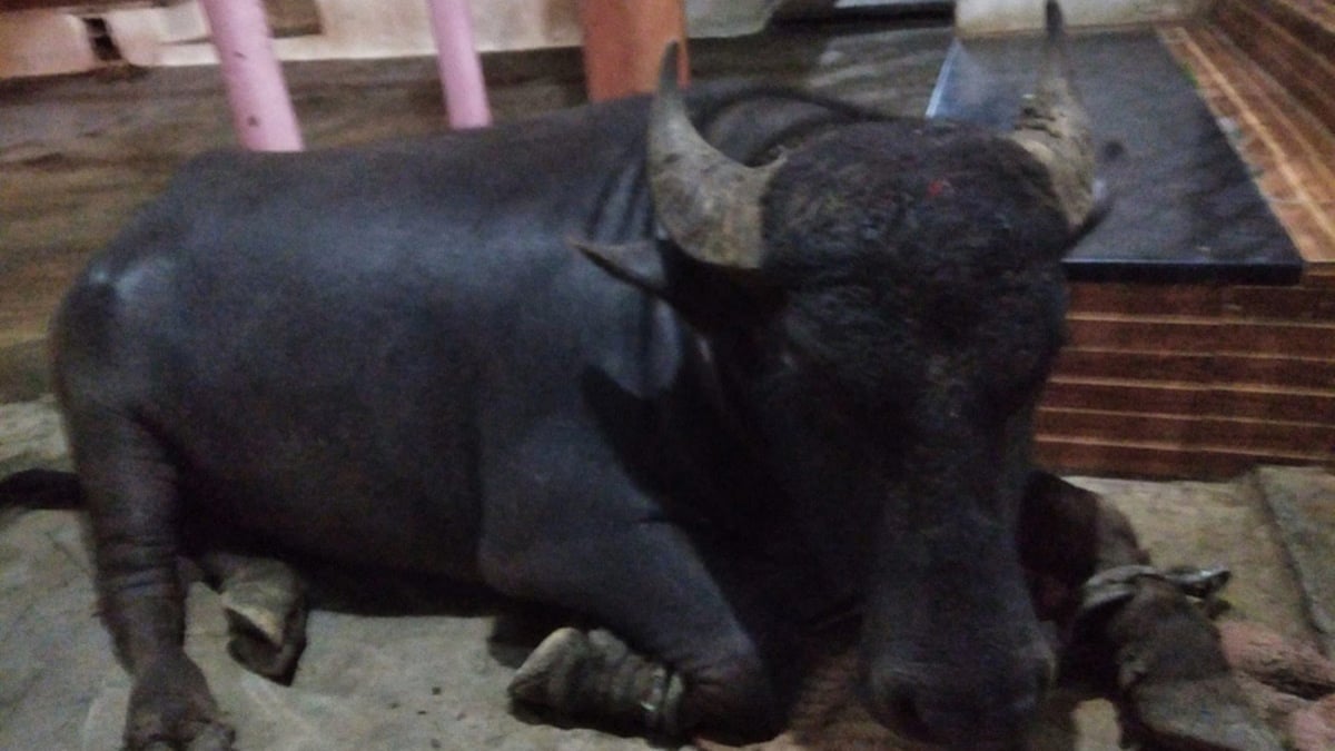 ಹಾವೇರಿಯಲ್ಲಿ 'ದೇವರ ಕೋಣ' ನಾಪತ್ತೆ: ಹುಡುಕಿಕೊಡುವಂತೆ ಪೊಲೀಸ್ ಠಾಣೆ ಮೆಟ್ಟಿಲೇರಿದ ಗ್ರಾಮಸ್ಥರು