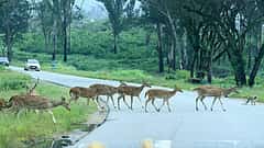 ಬಂಡೀಪುರ ರಾತ್ರಿ ಸಂಚಾರ ನಿಷೇಧ ಸಮಸ್ಯೆ: ಸುರಂಗ ಮಾರ್ಗದ ಪರಿಹಾರಕ್ಕೆ DPR