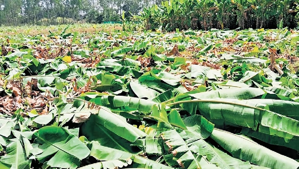 ಬೆಲೆ ಕುಸಿತದಿಂದ ಕಂಗೆಟ್ಟ ಕೋಲಾರದ ರೈತ: ಉಚಿತವಾಗಿ ಬಾಳೆಹಣ್ಣು ವಿತರಣೆ