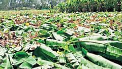 ಬೆಲೆ ಕುಸಿತದಿಂದ ಕಂಗೆಟ್ಟ ಕೋಲಾರದ ರೈತ: ಉಚಿತವಾಗಿ ಬಾಳೆಹಣ್ಣು ವಿತರಣೆ