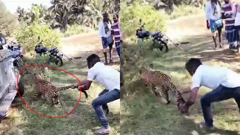 ಅದು ಬೆಕ್ಕಲ್ಲಪ್ಪ...: ಚಿರತೆ ಬಾಲ ಹಿಡಿದು ಬೋನಿಗೆ ಹಾಕಿದ ವ್ಯಕ್ತಿ; Viral video