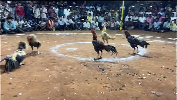 Video: 'ನಾಲ್ವರ ಜಗಳ, 5ನೇಯವನಿಗೆ ಲಾಭ'; ಏನೂ ಮಾಡದೆ 25 ಲಕ್ಷ ರೂ 'ಕೋಳಿ ಕಾಳಗ' ಗೆದ್ದ 'ಹುಂಜ'!