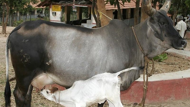 ಉತ್ತರ ಕನ್ನಡದಲ್ಲಿ ಅಮಾನವೀಯ ಘಟನೆ: ಗರ್ಭಿಣಿ ಹಸುವಿನ ತಲೆ-ಕಾಲು ಕಡಿದು ಹತ್ಯೆ; ಪ್ರಕರಣ ದಾಖಲು