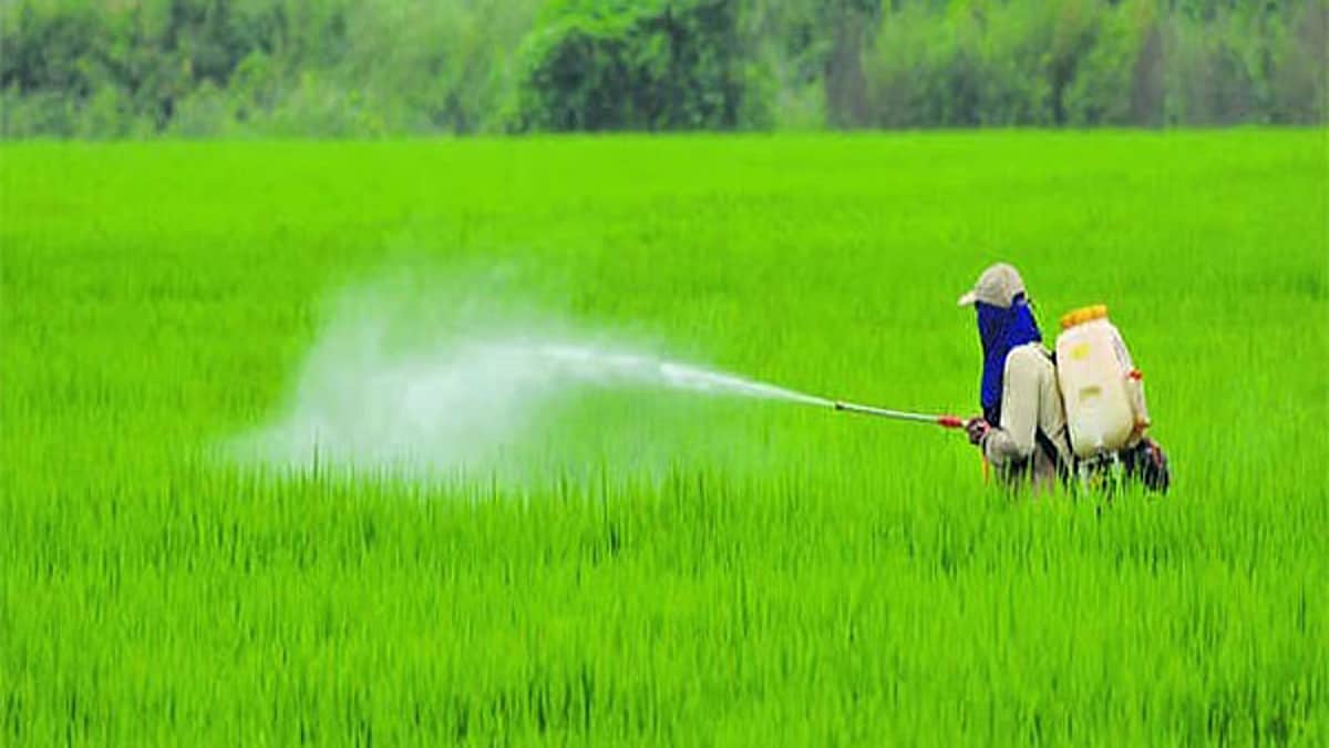 ಕೇಂದ್ರ ಬಜೆಟ್ 2025: ಬಡ್ಡಿರಹಿತ ಸಾಲ, ಕೃಷಿ ಕ್ಷೇತ್ರದಲ್ಲಿ ಸುಧಾರಣೆಗಳ ನಿರೀಕ್ಷೆಯಲ್ಲಿ ರೈತಾಪಿ ವರ್ಗ!
