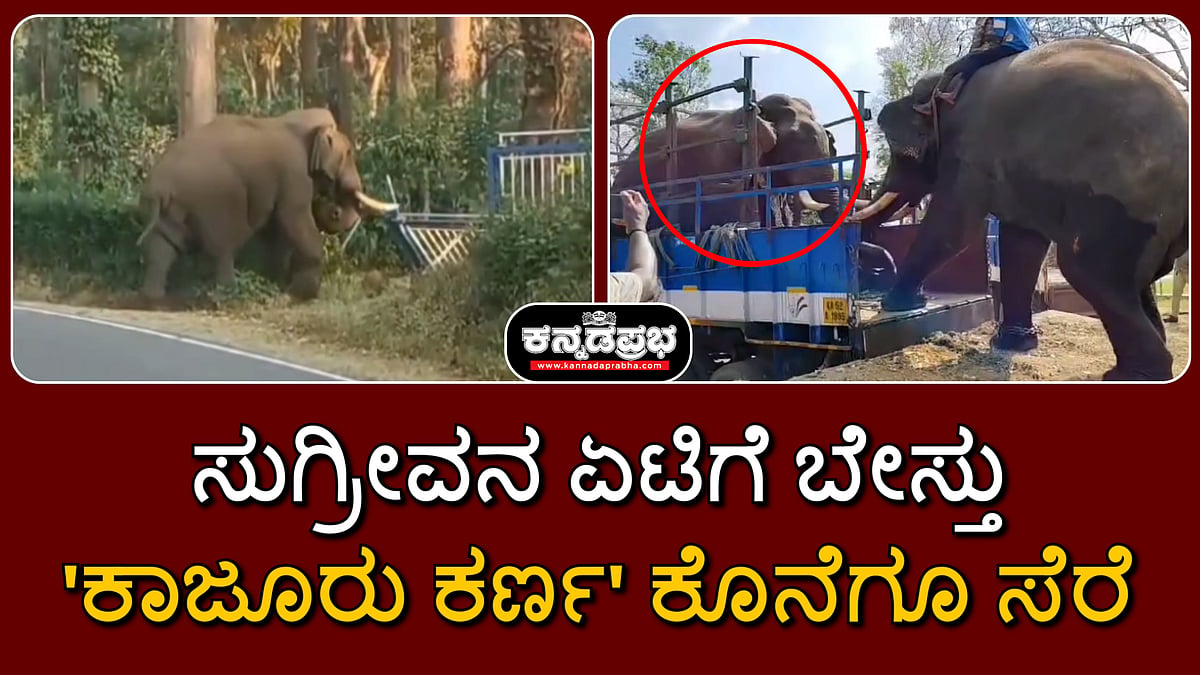 Watch | ಸುಗ್ರೀವನ ಏಟಿಗೆ ಬೇಸ್ತು; 'ಕಾಜೂರು ಕರ್ಣ' ಕೊನೆಗೂ ಸೆರೆ!