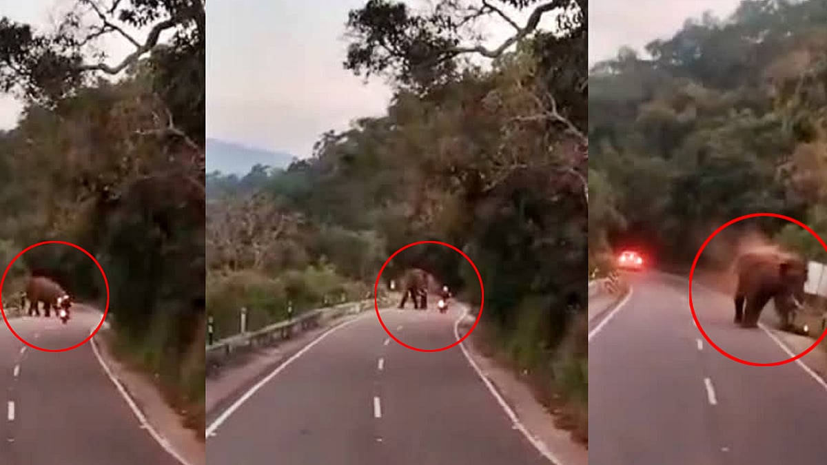 ಭೀಕರ Video: ಒಂಟಿ ಸಲಗದ ದಾಳಿಗೆ ಸ್ಥಳದಲ್ಲೇ ಜೀವ ಬಿಟ್ಟ ಜರ್ಮನ್ ಬೈಕರ್