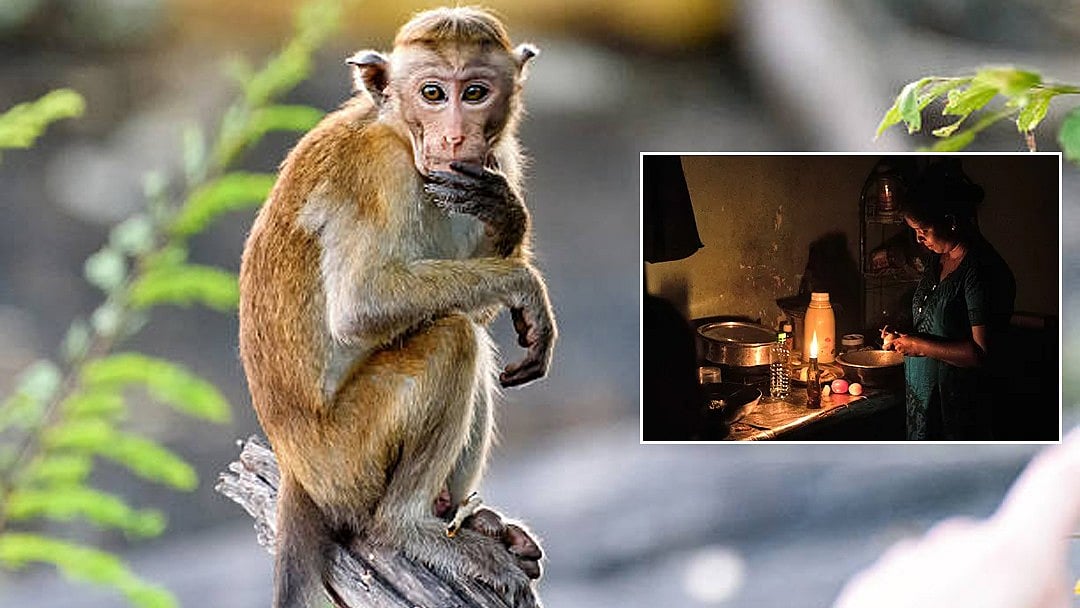 'ಮಂಗ'ನಾಟಕ್ಕೆ ಬೇಸ್ತು ಬಿದ್ದ Sri Lanka: ದೇಶಾದ್ಯಂತ ವಿದ್ಯುತ್ ವ್ಯತ್ಯಯ.. ಆಗಿದ್ದೇನು?