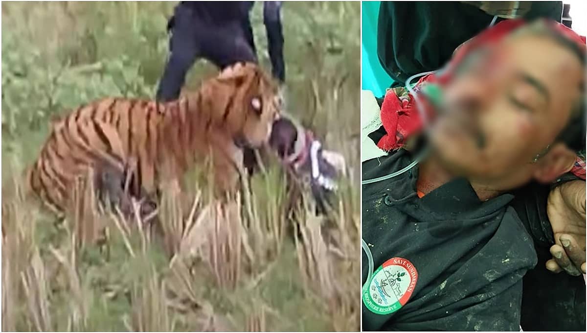 ಎದೆ ನಗುಡಿಸುವ ದೃಶ್ಯ: ಕಾಡಿಗೆ ಅಟ್ಟಲು ಬಂದ ಅರಣ್ಯಾಧಿಕಾರಿಯ ಕಣ್ಣು ಕಿತ್ತ ಹೆಬ್ಬುಲಿ; Video Viral!