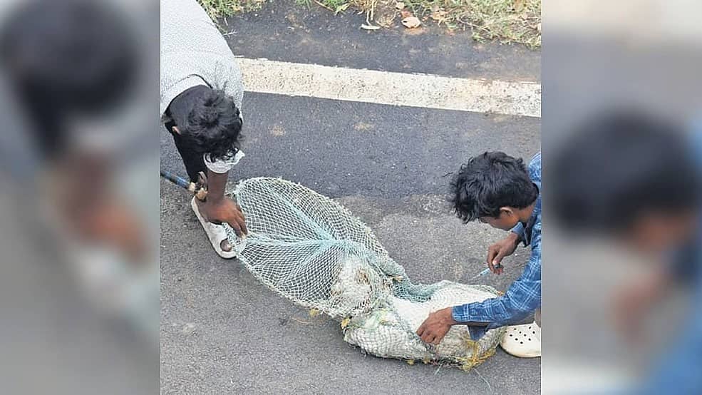 BBMP: 4.30 ಕೋಟಿ ರೂ ವೆಚ್ಚದಲ್ಲಿ 1.84 ಲಕ್ಷ ಬೀದಿನಾಯಿಗಳಿಗೆ ಲಸಿಕೆ