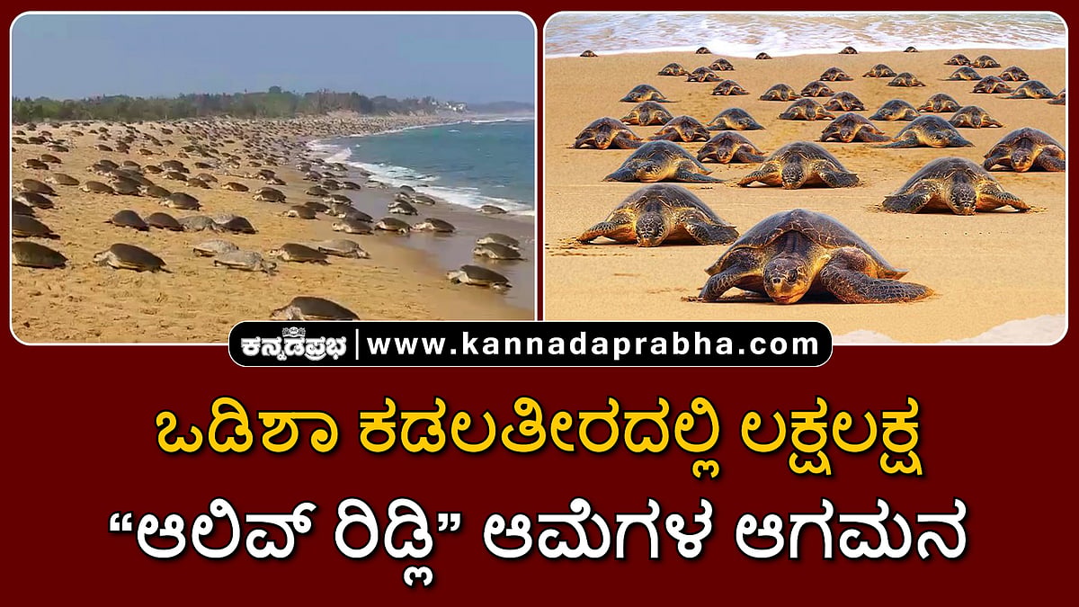 Watch | ಒಡಿಶಾ ಕಡಲತೀರದಲ್ಲಿ ಲಕ್ಷಲಕ್ಷ ಆಲಿವ್ ರಿಡ್ಲಿ ಆಮೆಗಳ ಆಗಮನ