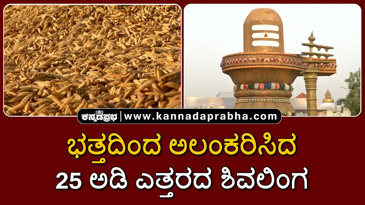 Watch | ಕಲಬುರಗಿ: ಭತ್ತದಿಂದ ಅಲಂಕರಿಸಿದ 25 ಅಡಿ ಎತ್ತರದ ಶಿವಲಿಂಗ