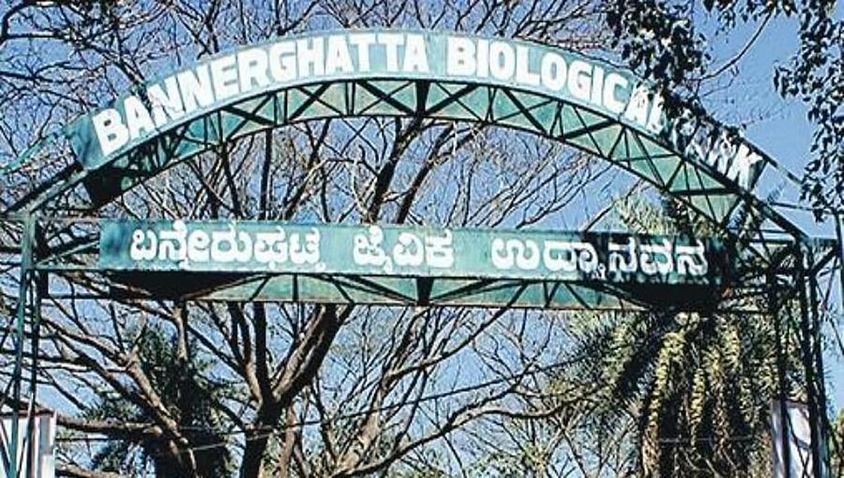 ಬನ್ನೇರುಘಟ್ಟ ಮೃಗಾಲಯದಲ್ಲಿ ಗರ್ಭಿಣಿ ಜೀಬ್ರಾ ಸಾವು: ತನಿಖೆಗೆ ಆದೇಶ