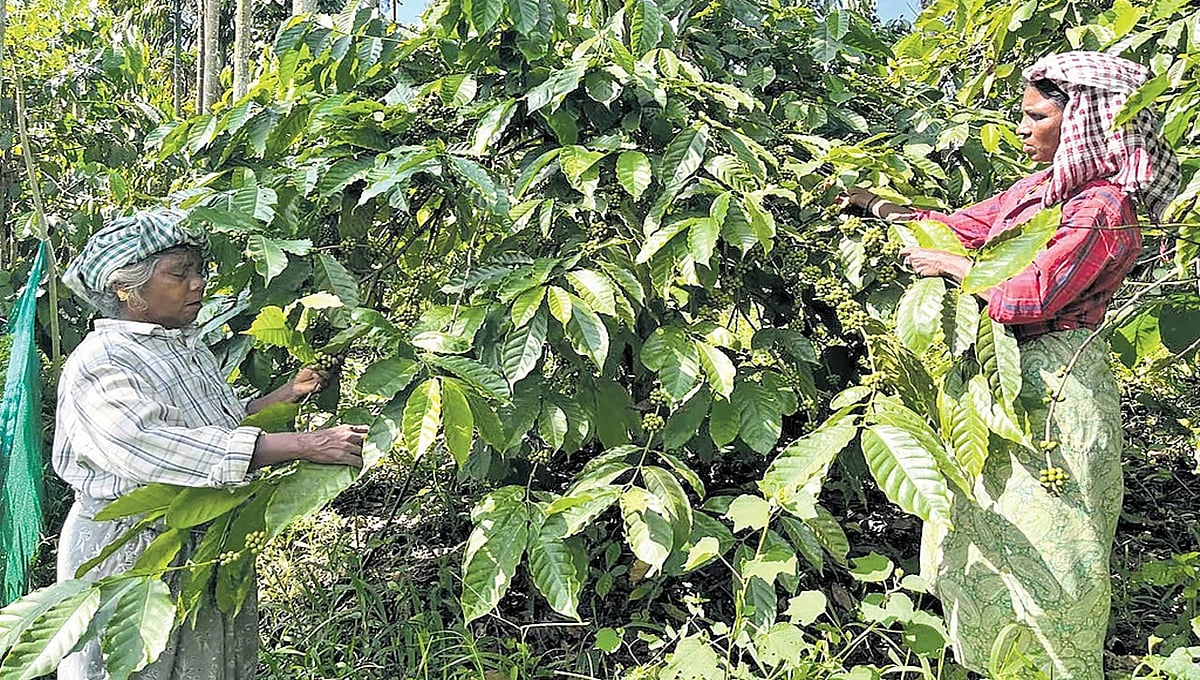 ಕಾಫಿ ಪುಡಿ ಬೆಲೆ ಗಗನಕ್ಕೆ: ಕಳ್ಳರಿಂದ ರಕ್ಷಿಸಲು ಬೆಳೆಗಾರರ ಹರಸಾಹಸ
