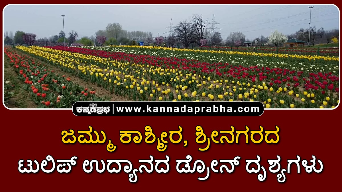 Watch | ಜಮ್ಮು ಕಾಶ್ಮೀರ, ಶ್ರೀನಗರ: ಟುಲಿಪ್ ಉದ್ಯಾನದ ಡ್ರೋನ್ ದೃಶ್ಯಗಳು