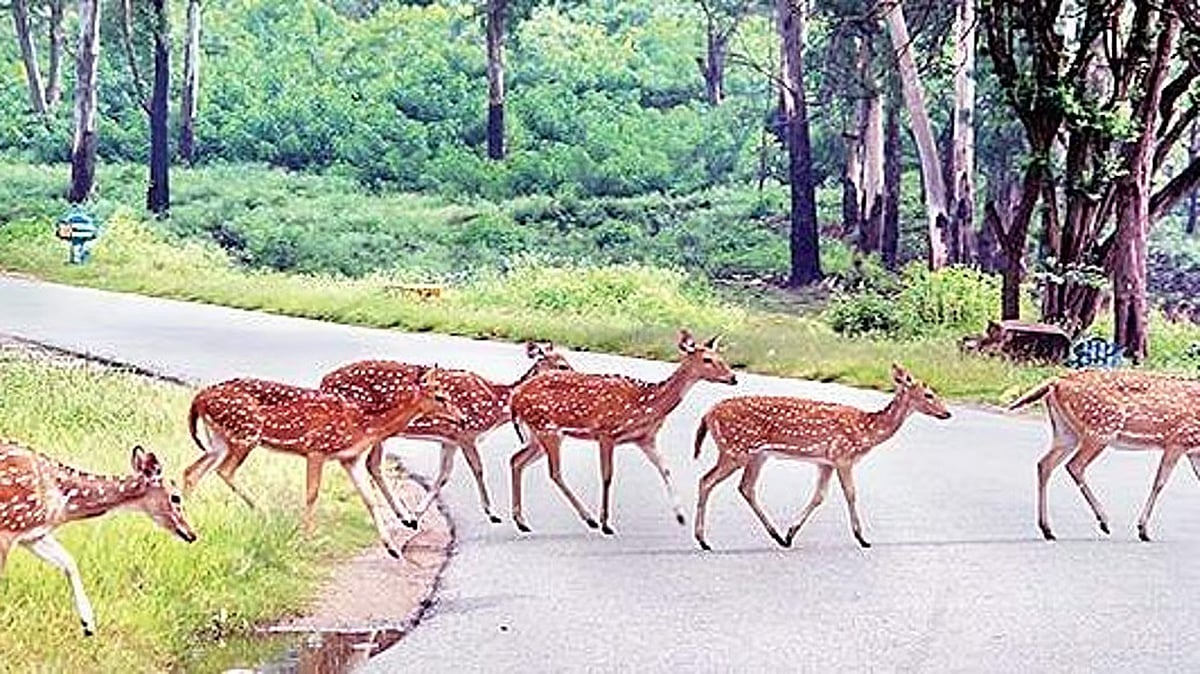 ಬಂಡೀಪುರ ರಾತ್ರಿ ಸಂಚಾರ ನಿಷೇಧ ತೆರವುಗೊಳಿಸಲು  ಪರಿಸರವಾದಿಗಳ ತೀವ್ರ ವಿರೋಧ