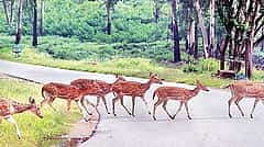 Bandipur-Nagarahole ಸಫಾರಿ ಮತ್ತೆ ಆರಂಭ: ಕಟ್ಟುನಿಟ್ಟಿನ ನಿರ್ಬಂಧಗಳೊಂದಿಗೆ ಅನುಮತಿ, GPA ಟ್ರ್ಯಾಕಿಂಗ್ ಕಡ್ಡಾಯ..!
