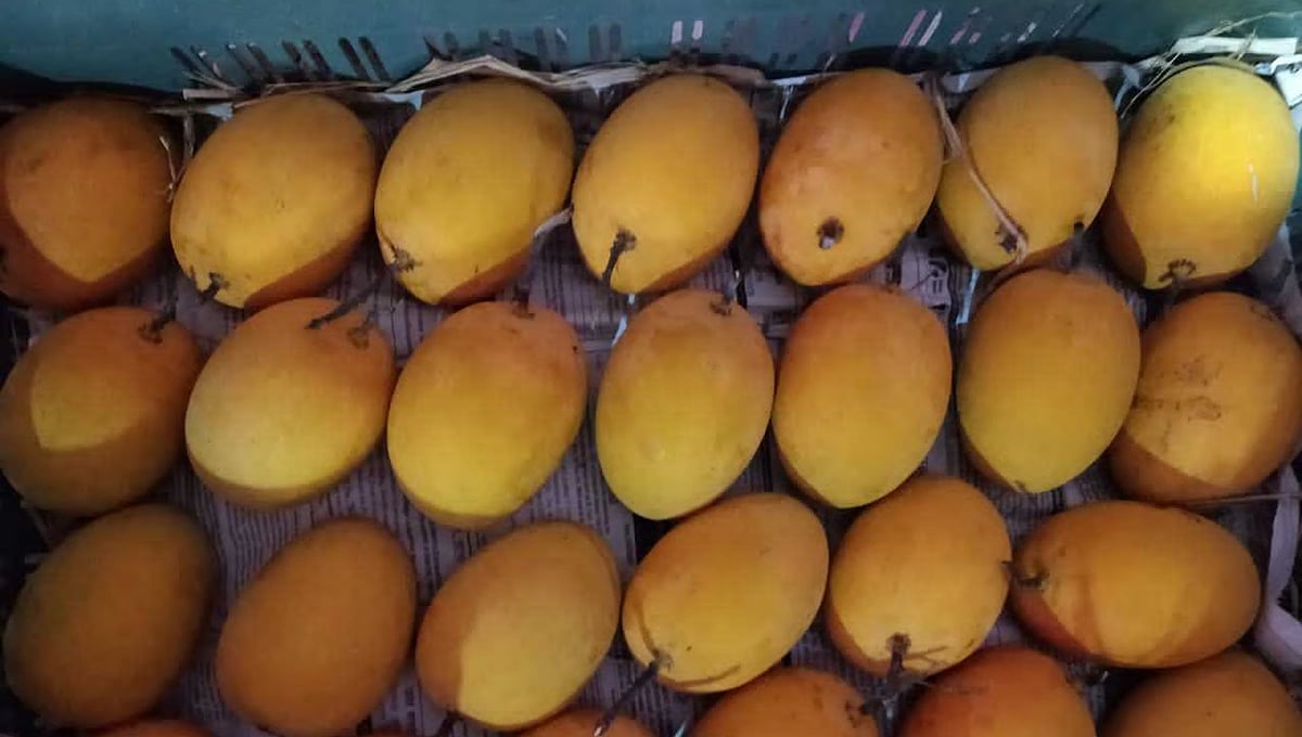 ಕೊಪ್ಪಳದ ಮಾವು ಕೃಷಿಕರಿಗೆ ಬಂಪರ್: ಕೇಸರ್ ಮಾವಿಗೆ ಅಂತಾರಾಷ್ಟ್ರೀಯ ಮನ್ನಣೆ!