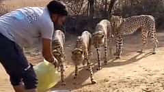 ಕುನೋ ರಾಷ್ಟ್ರೀಯ ಉದ್ಯಾನವನ: ನೀರು ನೀಡುತ್ತ ಚೀತಾಗಳ ಬಳಿಯೇ ಕುಳಿತುಕೊಂಡ ವ್ಯಕ್ತಿ: ವಿಡಿಯೋ ವೈರಲ್