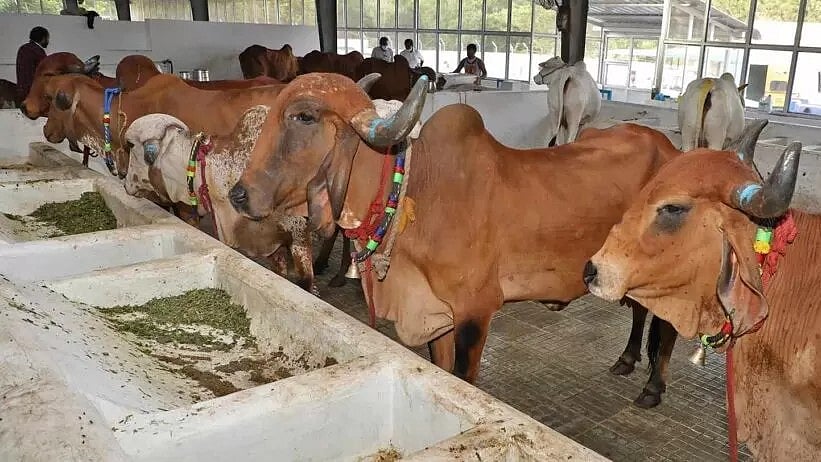 TTD ಗೋಶಾಲೆಯಲ್ಲಿ 100 ಗೋವುಗಳ ಸಾವು: YSRP ಆರೋಪ, ದೇವಸ್ಥಾನದ ಆಡಳಿತ ಮಂಡಳಿ ಹೇಳಿದ್ದು ಹೀಗೆ..