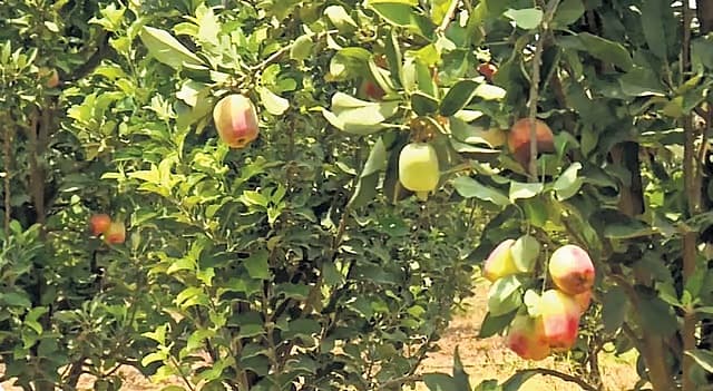 ಸೇಬು ತೋಟ