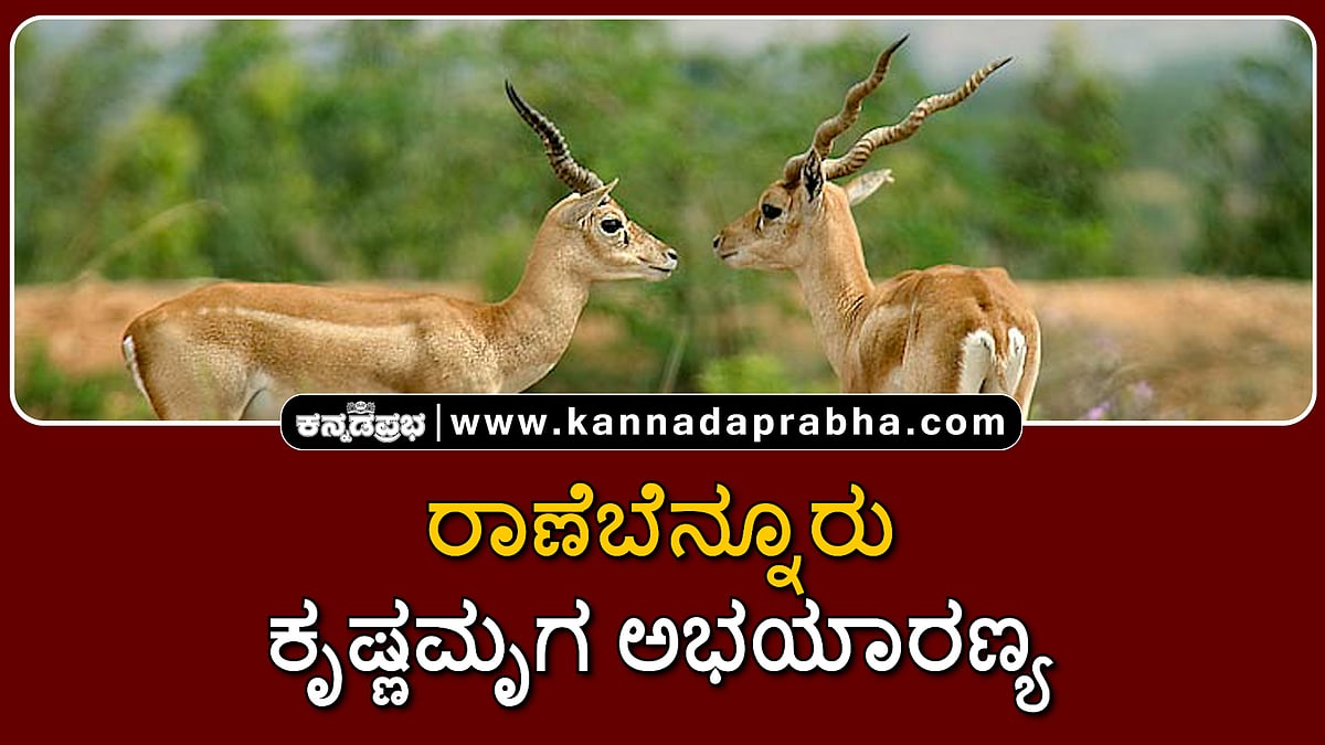 Watch | ರಾಣೆಬೆನ್ನೂರು ಕೃಷ್ಣಮೃಗ ಅಭಯಾರಣ್ಯ: ಒಂದು ನೋಟ