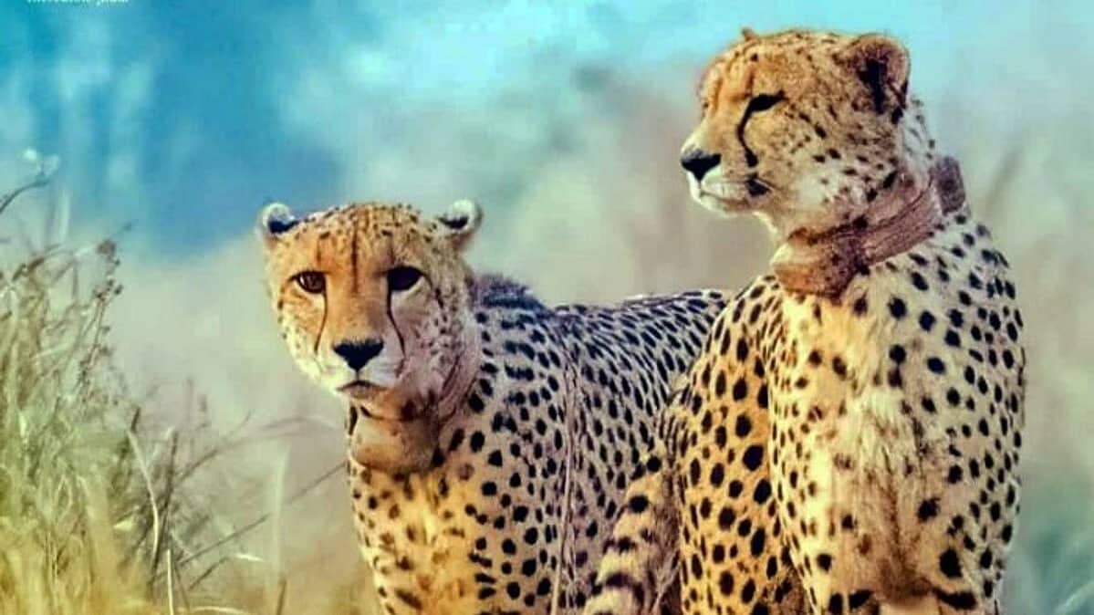 ಭಾರತಕ್ಕೆ ಬರಲಿವೆ ಮತ್ತೆ 8 ಚೀತಾಗಳು, Botswanaದಿಂದ ಮುಂದಿನ ತಿಂಗಳೇ 4 Cheetahs ಆಗಮನ, ಆಫ್ರಿಕನ್ BIG CATSಗೆ ಸಿಕ್ತು 2ನೇ ನೆಲೆ!
