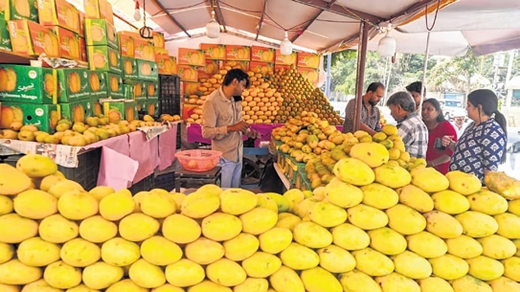 ರೈತನ ಬಾಯಿ ಸಿಹಿ ಮಾಡದ ಮಾವು: ಹಣ್ಣಿಗೆ ಬೇಡಿಕೆ-ಬೆಲೆ ಎರಡೂ ಕುಸಿತ; ಮಧ್ಯಪ್ರಾಚ್ಯ ಸಂಘರ್ಷದಿಂದ ರಫ್ತಿಗೆ ಅಡ್ಡಿ; ಸಂಕಷ್ಟದಲ್ಲಿ ಬೆಳೆಗಾರರು
