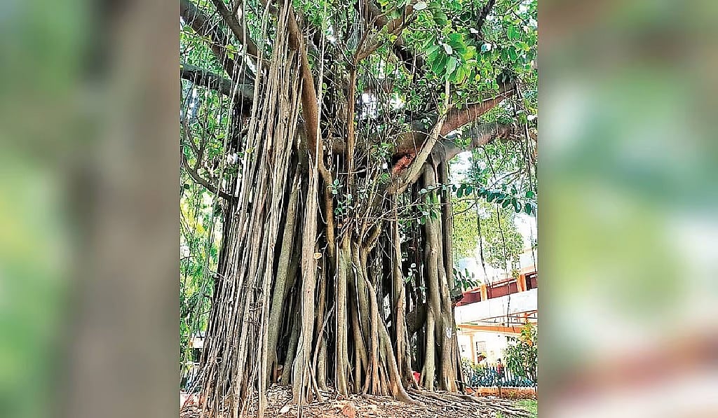ಬೆಂಗಳೂರಿನಲ್ಲಿ 368 ಮರಗಳ ನೆಲಸಮ ಸಾಧ್ಯತೆ: ಕಂಟೋನ್ಮೆಂಟ್ ವಾಣಿಜ್ಯ ಯೋಜನೆಗೆ ವ್ಯಾಪಕ ಆಕ್ರೋಶ