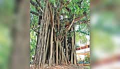 ಬೆಂಗಳೂರಿನಲ್ಲಿ 368 ಮರಗಳ ನೆಲಸಮ ಸಾಧ್ಯತೆ: ಕಂಟೋನ್ಮೆಂಟ್ ವಾಣಿಜ್ಯ ಯೋಜನೆಗೆ ವ್ಯಾಪಕ ಆಕ್ರೋಶ