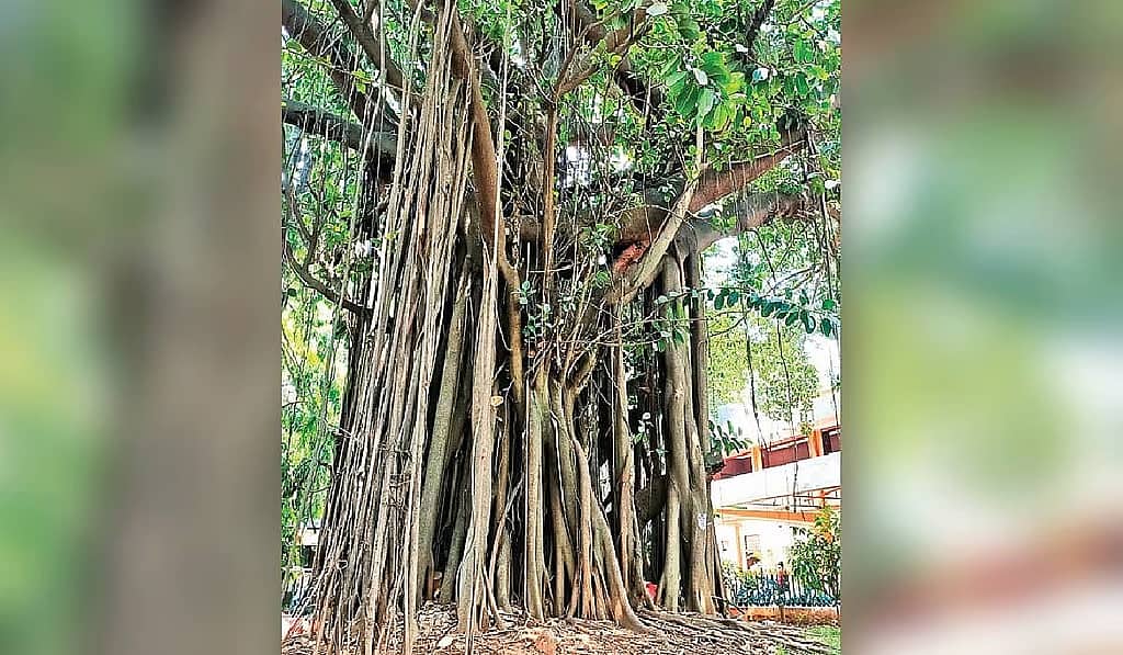 ಬೆಂಗಳೂರಿನಲ್ಲಿ 368 ಮರಗಳ ನೆಲಸಮ ಸಾಧ್ಯತೆ: ಕಂಟೋನ್ಮೆಂಟ್ ವಾಣಿಜ್ಯ ಯೋಜನೆಗೆ ವ್ಯಾಪಕ ಆಕ್ರೋಶ