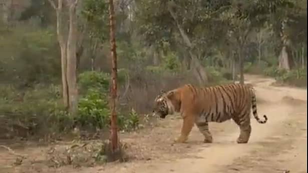 Uttarakhand: ಏಷ್ಯಾದ ಅತಿದೊಡ್ಡ ಹುಲಿ 'Hercules'; 7 ಅಡಿ ಉದ್ದ, 300 ಕೆಜಿ ತೂಕ; ಪ್ರವಾಸಿಗರು ದಂಗು! Video