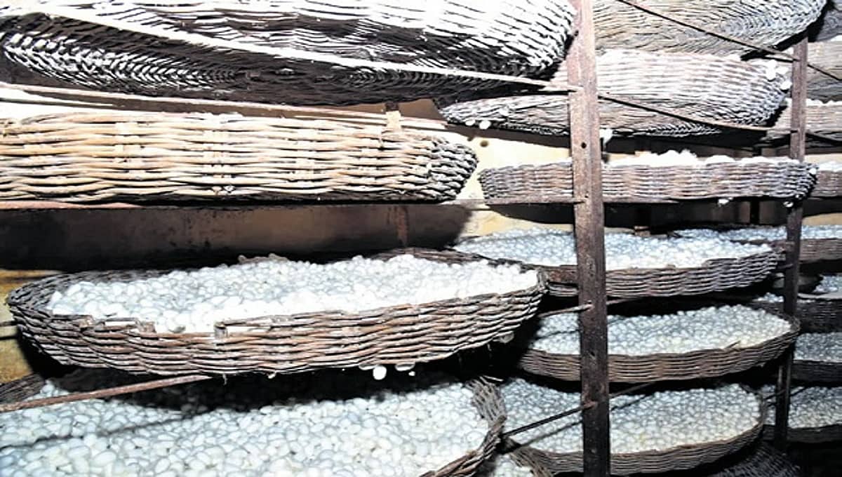 ಉತ್ಪಾದನೆಯಲ್ಲಿ ಹೆಚ್ಚಳ: ಆಗ್ನೇಯ ಏಷ್ಯಾದ ದೇಶಗಳಿಗೆ ರೇಷ್ಮೆ ಗೂಡು ರಫ್ತು ಮಾಡಲು ಕರ್ನಾಟಕ ಮುಂದು!