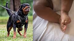 Shocking: Rottweiler ನಾಯಿ ದಾಳಿ, 4 ತಿಂಗಳ ಮಗು ಸಾವು; ಮೂಕ ಪ್ರೇಕ್ಷಕಳಾಗಿದ್ದ ಮಾಲಕಿ; CCTV ಭೀಕರ video ಸೆರೆ