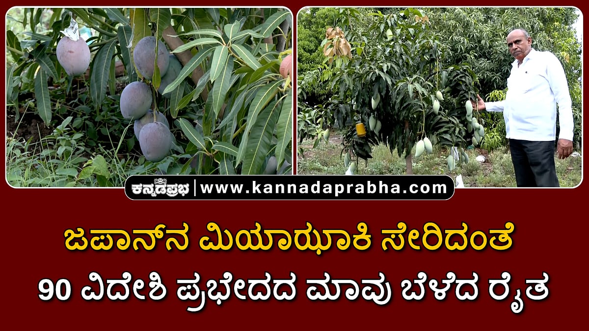 Watch | ಜಪಾನ್ನ ಮಿಯಾಝಾಕಿ ಸೇರಿದಂತೆ 90 ವಿದೇಶಿ ಪ್ರಭೇದದ ಮಾವು ಬೆಳೆದ ರೈತ