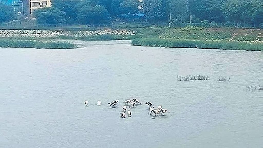 ಬೆಂಗಳೂರು: ವಿಭೂತಿಪುರ ಕೆರೆಯಲ್ಲಿ 'ಆಫ್ರಿಕನ್ ಕ್ಯಾಟ್ ಫಿಶ್'; ಪುನಶ್ಚೇತನಕ್ಕೆ ಭಾರಿ ಹಿನ್ನಡೆ!