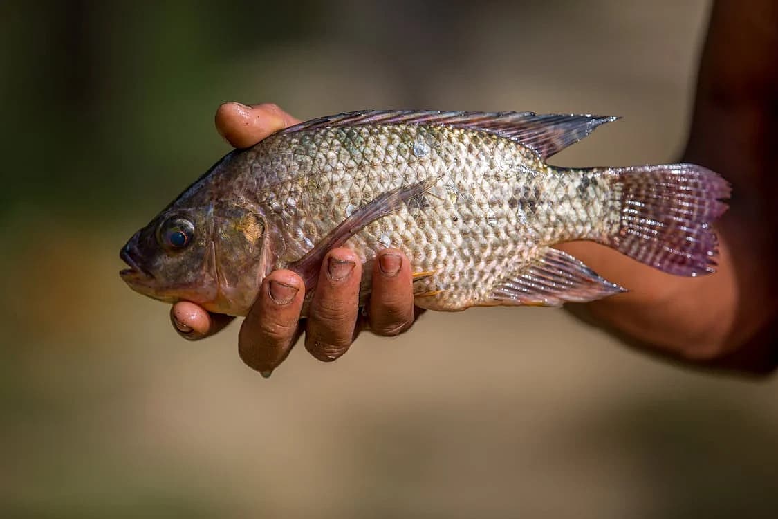 ಮರುವೈ ಮೀನು