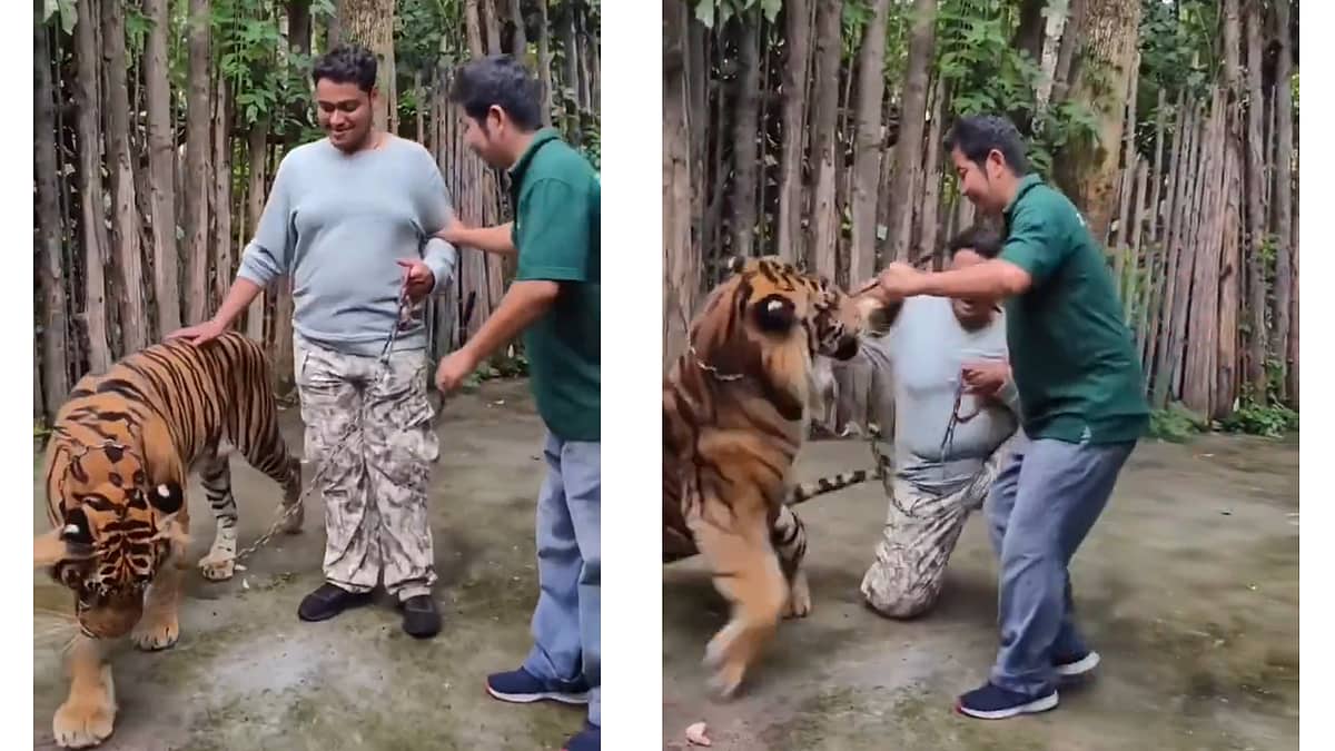 Tiger Attack: ಥಾಯ್ಲೆಂಡ್ ಹುಲಿ ಜೊತೆ Photoshoot ಗೆ ಹೋದವನ ಮೇಲೆ ವ್ಯಾಘ್ರ ದಾಳಿ, ಮುಂದೇನಾಯ್ತು? Video
