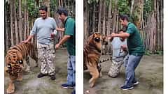 Tiger Attack: ಥಾಯ್ಲೆಂಡ್ ಹುಲಿ ಜೊತೆ Photoshoot ಗೆ ಹೋದವನ ಮೇಲೆ ವ್ಯಾಘ್ರ ದಾಳಿ, ಮುಂದೇನಾಯ್ತು? Video
