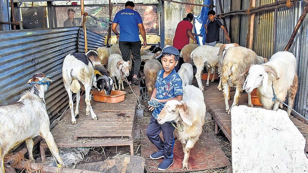 Bakrid 2025: ಕುರ್ಬಾನಿ ಜಾನುವಾರುಗಳಿಗೆ ಭಾರಿ ಬೇಡಿಕೆ, ದರ ಏರಿಕೆ!