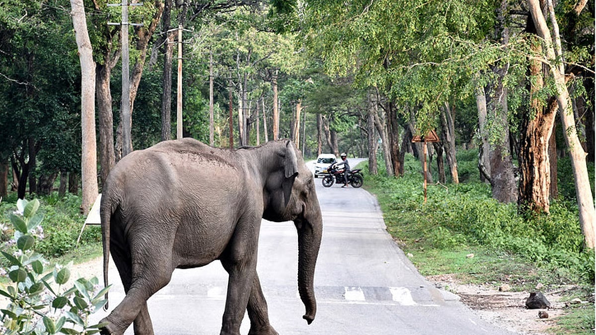 ನಾಗರಹೊಳೆ ಅತಿಕ್ರಮಣದಾರರಿಂದ ಅರಣ್ಯ ಹಕ್ಕು ಕಾಯ್ದೆಯಡಿ ಅರ್ಜಿ: ಸಮಿತಿಯಿಂದ ತಿರಸ್ಕಾರ