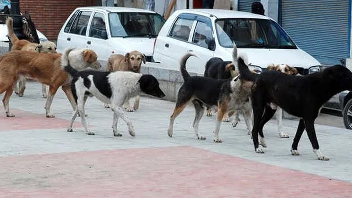 Madhyapradesh: ಆಸ್ಪತ್ರೆಯಲ್ಲಿ ನವಜಾತ ಶಿಶುವನ್ನು ಹೊತ್ತೊಯ್ದ ನಾಯಿ!