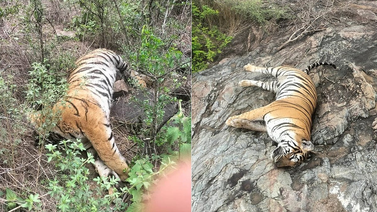 ಮಲೆ ಮಹದೇಶ್ವರ ಅರಣ್ಯದಲ್ಲಿ ಹುಲಿ, 4 ಹುಲಿ ಮರಿಗಳು ಸಾವು: ತನಿಖೆಗೆ ಈಶ್ವರ ಖಂಡ್ರೆ ಆದೇಶ