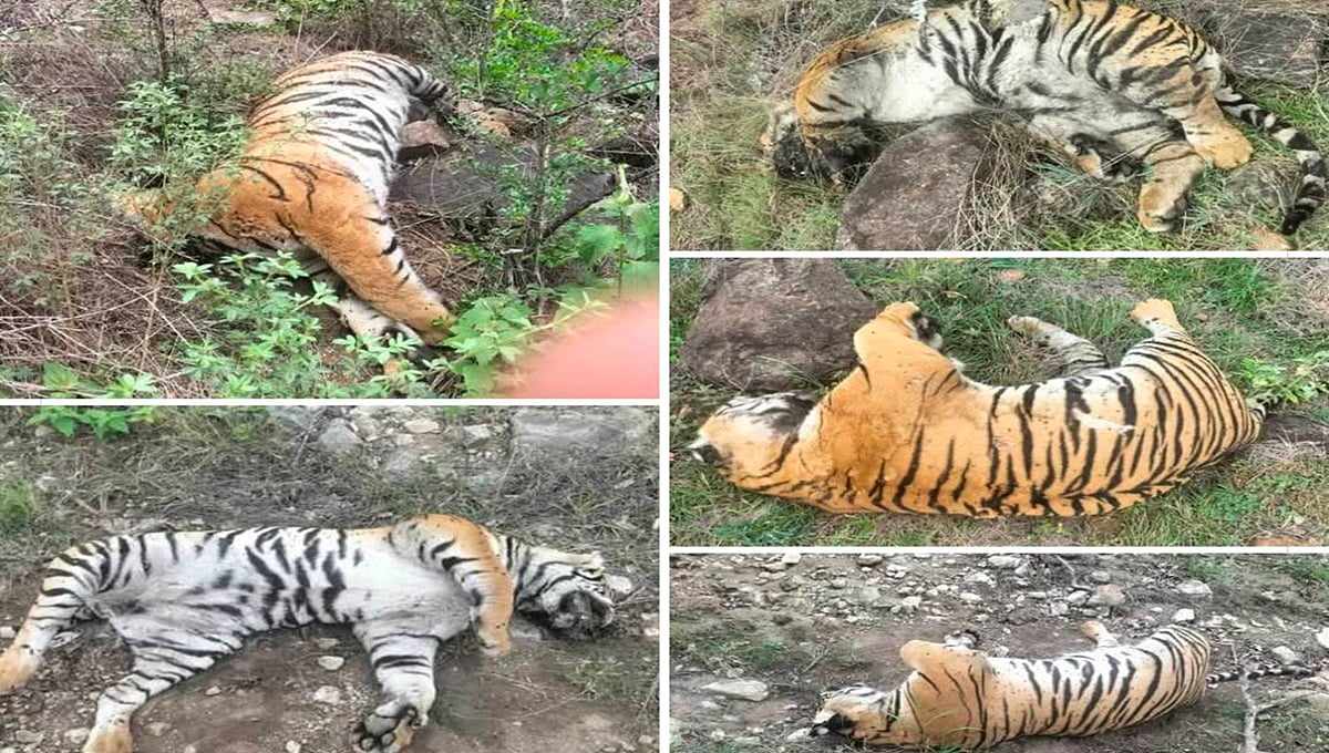 ಮಲೈ ಮಹದೇಶ್ವರಬೆಟ್ಟ ಅರಣ್ಯ ಪ್ರದೇಶದಲ್ಲಿ 5 ಹುಲಿಗಳ ಸಾವು: ಹಸುವಿನ ಮೃತದೇಹಕ್ಕೆ ವಿಷಪ್ರಾಶನದ ಶಂಕೆ?