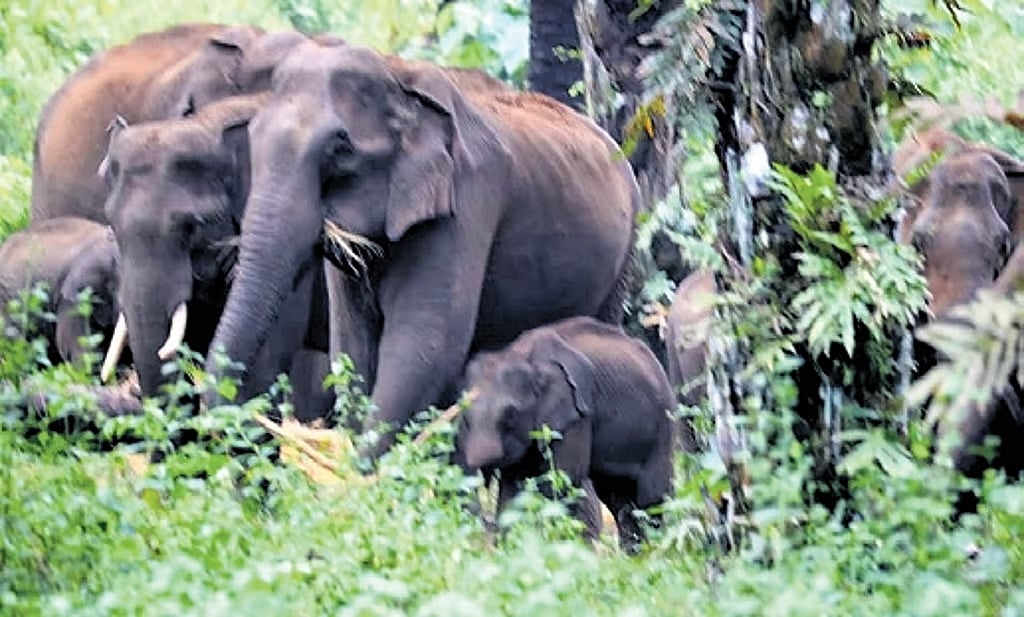 ಕೇರಳದ ಕಾಡಾನೆಗಳಿಗೆ ಚಿಕನ್, ಪರೋಟಾ ಅಂದ್ರೆ ಅಚ್ಚುಮೆಚ್ಚು; ಅರಣ್ಯದ ಅಂಚಿನಲ್ಲಿರುವ ಜನಕ್ಕೆ ಸಂಕಷ್ಟ!