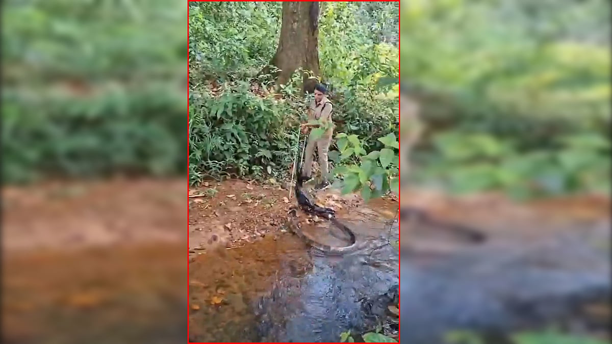Woman Forest Officer: 6 ನಿಮಿಷದಲ್ಲಿ 16 ಅಡಿ ಉದ್ದದ King Cobra ಸೆರೆ ಹಿಡಿದ ಮಹಿಳಾ ಅಧಿಕಾರಿ! Video