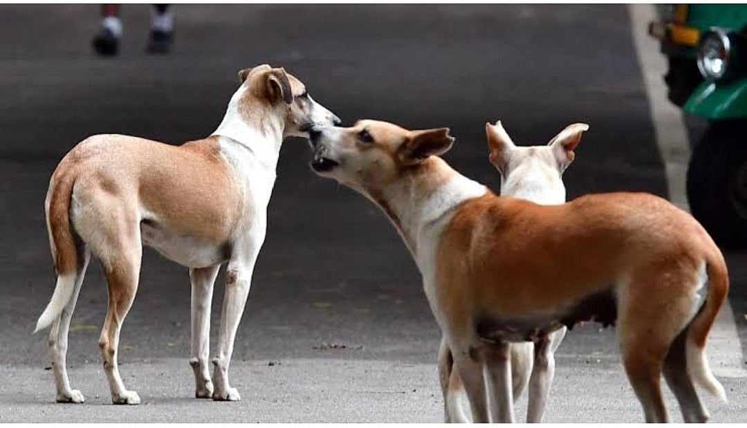 BBMP ಯುಗಾಂತ್ಯ: ಬೀದಿ ನಾಯಿಗಳಿಗೆ 'ಬಿರಿಯಾನಿ ಭಾಗ್ಯ' ಯೋಜನೆ ಸ್ಥಗಿತ?