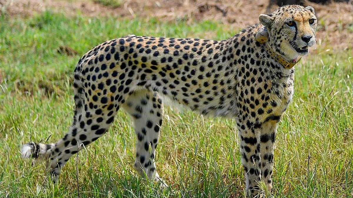 ಕುನೊ: ಗಾಯಗಳಿಂದ 8 ವರ್ಷದ ಚೀತಾ ಸಾವು