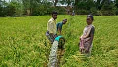 ಚೀನಾದಿಂದ ಪೂರೈಕೆ ಕಡಿತ: ಖಾರಿಫ್ ಬೆಳೆಗೆ DAP ಕೊರತೆ ಸಮಸ್ಯೆ
