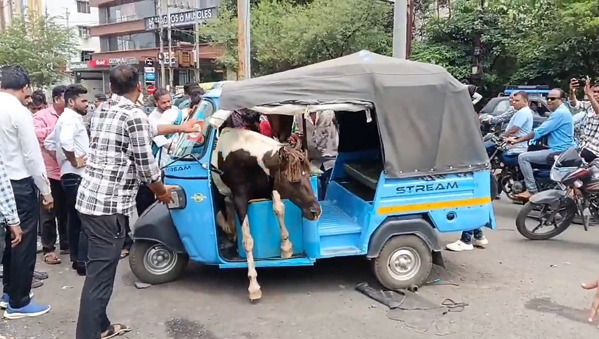 ನಡು ರಸ್ತೆಯಲ್ಲಿ ಕುದುರೆ ಕಾಳಗ: ಶೋ ರೂಮ್ ಗೆ ಹಾನಿ; ಆಟೋ ರಿಕ್ಷಾದಲ್ಲಿದ್ದ ಇಬ್ಬರಿಗೆ ಗಾಯ!
